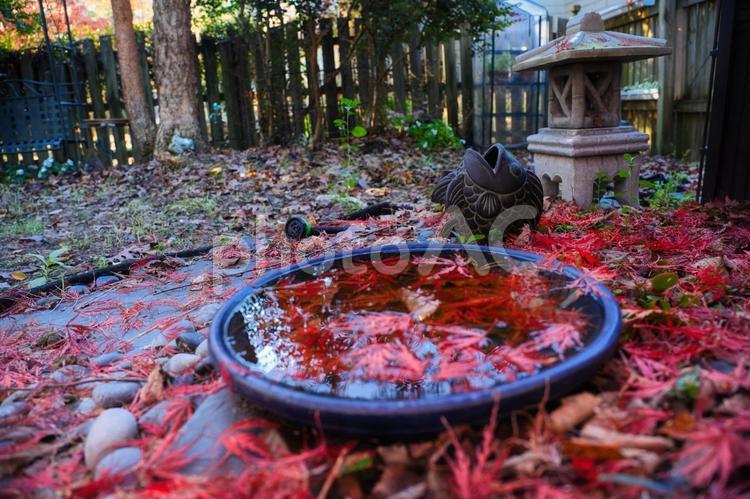 和風の庭に落ちた紅葉した葉 海外,アメリカ,西洋の写真素材