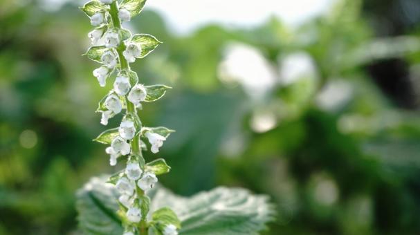 明るい青紫蘇の花 明るい青紫蘇の花 明るい,青,紫蘇の写真素材