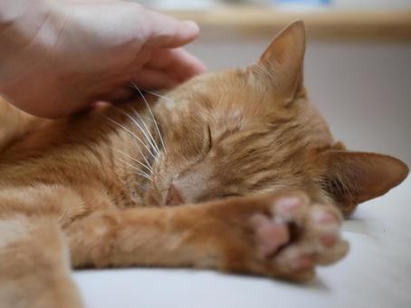 猫をなでる飼い主の手 猫,ペット,動物の写真素材