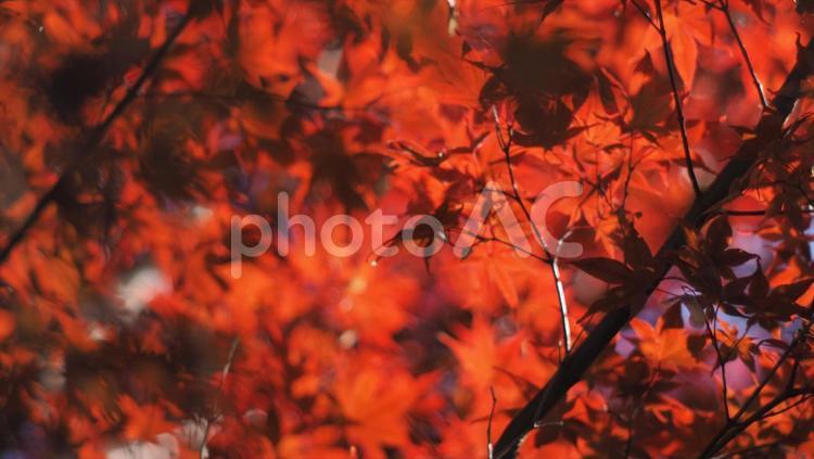 赤々としたもみじ 紅葉,秋,もみじの写真素材