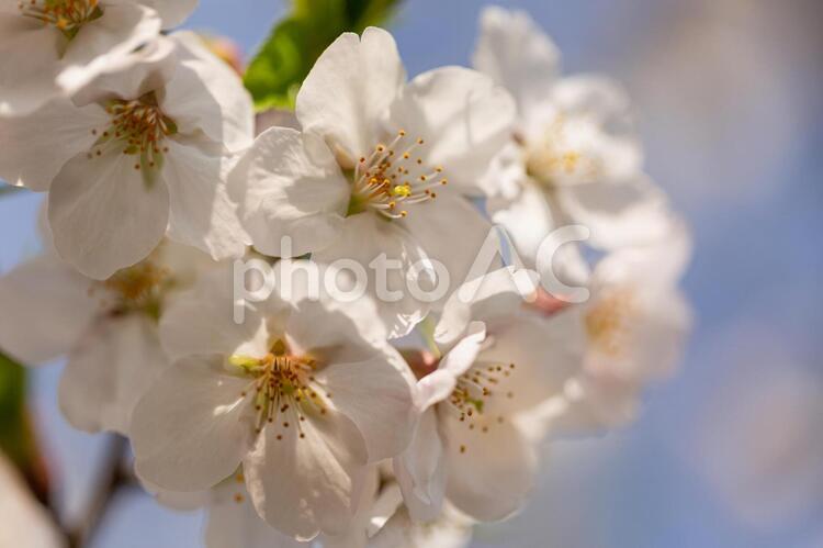 桜の花２７ 桜,桜の花,綺麗の写真素材