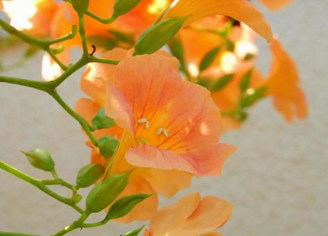 【花の写真】ノウゼンカズラ(凌霄花) 【花の写真】ノウゼンカズラ(凌霄花)の写真