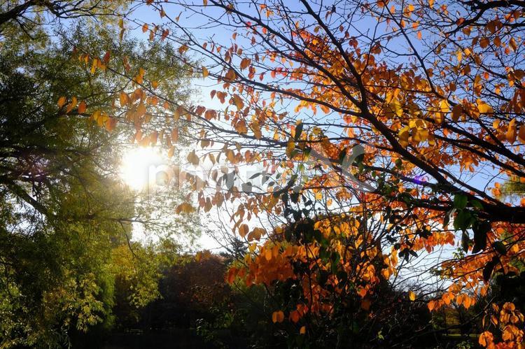 朝の公園　秋のイメージ　札幌 公園,札幌,北海道の写真素材