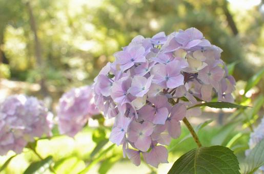 Hydrangea, JPG