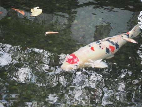 鯉 鯉,錦鯉,魚の写真素材