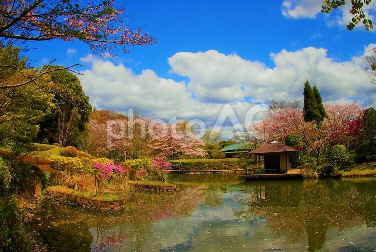 お池の水鏡と桜のある風景 池,桜,水面の写真素材