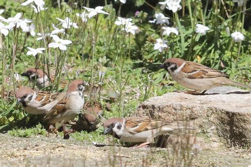 Flowers of Zephyranthes candida and sparrows, JPG Flowers of Zephyranthes candida and sparrows, JPG