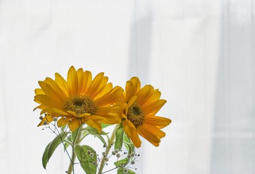 鮮やかな黄色のひまわりの花 鮮やかな黄色のひまわりの花の写真