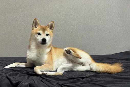 ベッドへ誘う柴犬 柴犬,しばいぬ,いぬの写真素材