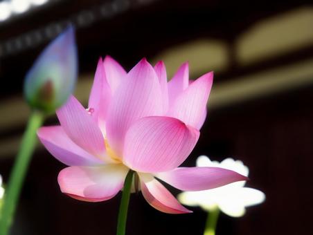 ピンクの蓮の花 ピンクの蓮の花 蓮,はす,ハスの写真素材