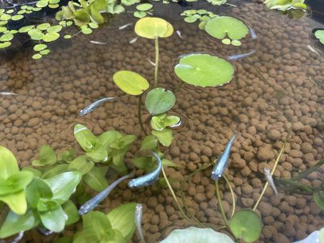 メダカと水草 メダカと水草 メダカ,水草,赤玉の写真素材