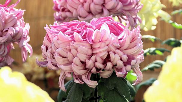 楽寿園の菊まつりにて 菊,秋,花の写真素材