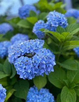 綺麗な青い紫陽花 綺麗な青い紫陽花 あじさい,紫陽花,青の写真素材