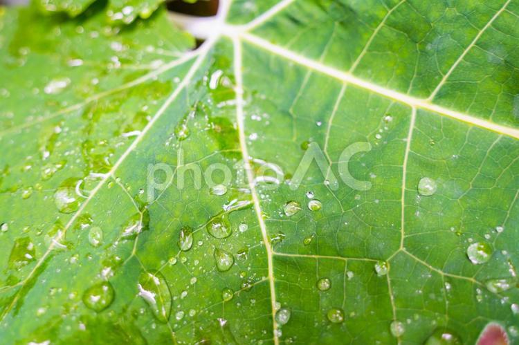 大きな葉っぱの上の水滴 アップ,梅雨,雨季の写真素材