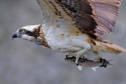 カギ爪でボラを掴んで運ぶミサゴ ミサゴ,鶚,ウオタカの写真素材