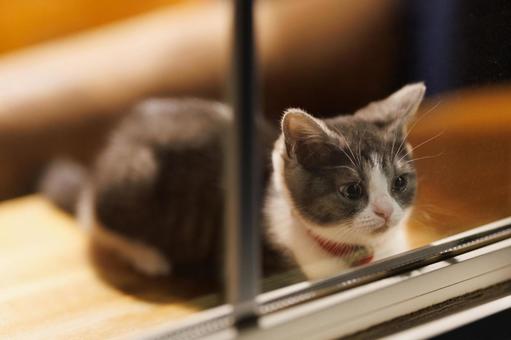 窓辺の子猫 マンチカン,猫,子猫の写真素材