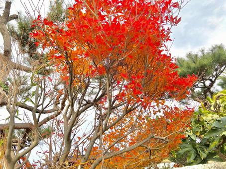 紅葉 紅葉の写真