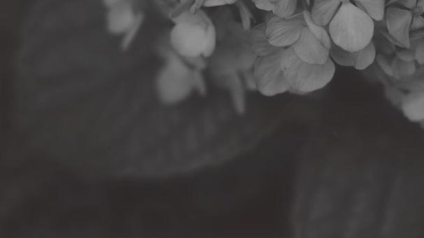 紫陽花 [白黒/淡]版 縦横16:9 白黒,モノクロ,グレースケールの写真素材