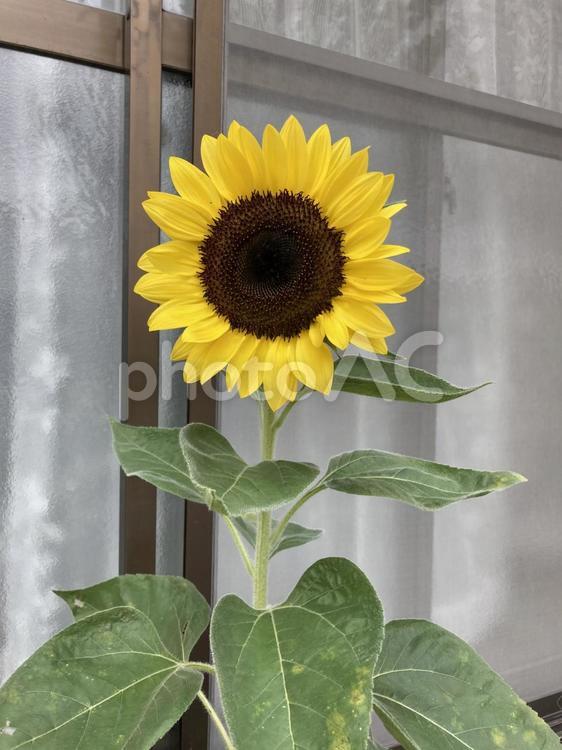 生活を彩る花たち　ひまわり ひまわり,夏,花の写真素材