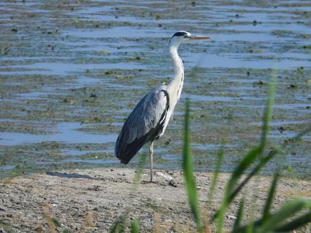 水辺に立つアオサギの写真