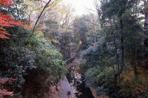 紅葉の等々力渓谷 等々力渓谷,等々力,渓谷の写真素材