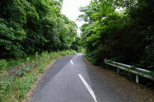 森の中の道 森の中の道の写真