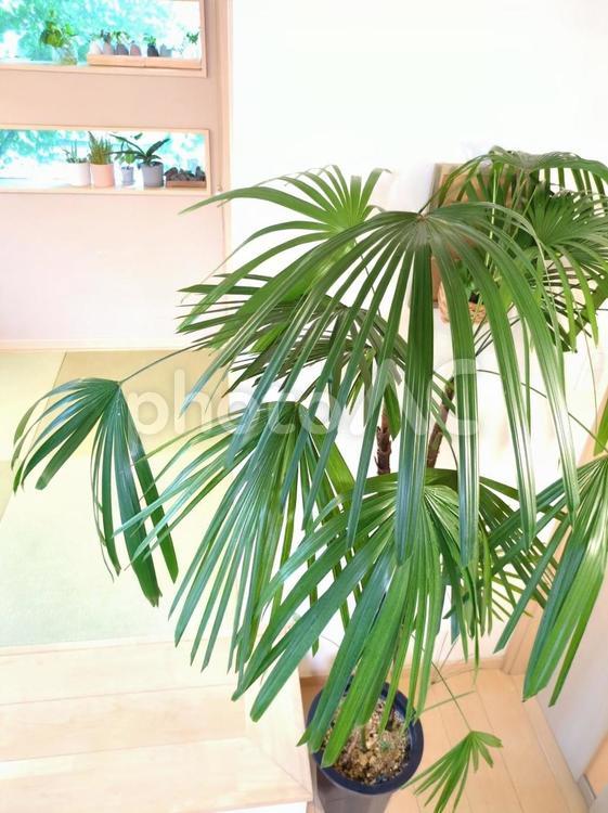 大型観葉植物　シュロチク 10号鉢  大型観葉植物,観葉植物,シュロチクの写真素材