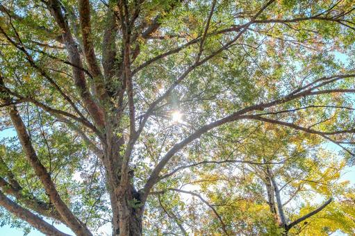 福岡県・春日公園の秋の木漏れ日 秋,木漏れ日,枝の写真素材