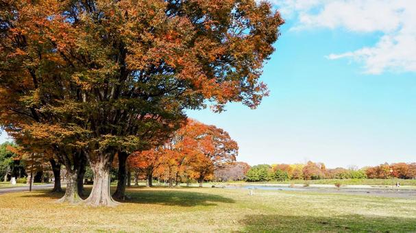 水元公園の紅葉・広場＆池（東京都葛飾区） 秋,水元公園,紅葉の写真素材