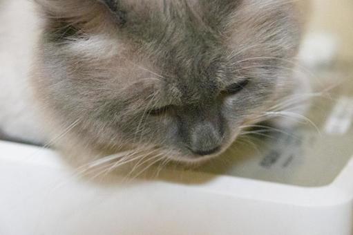 Downcast cat, JPG