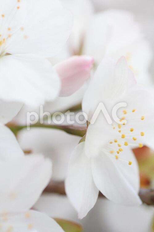 ソメイヨシノのクローズアップ 桜,さくら,サクラの写真素材