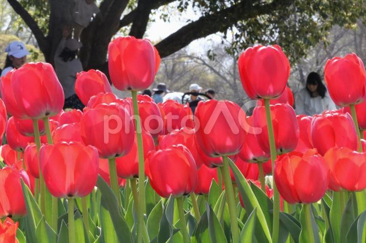 チューリップ チューリップ,球根,4月の写真素材