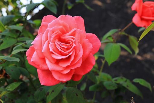 バラ バラの写真