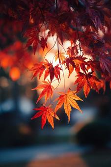紅葉したもみじと水面 湖 紅葉したもみじと水面 湖の写真