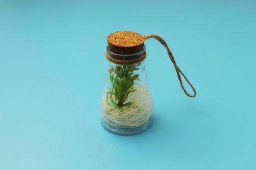 ガラス瓶のミニ植物 ガラス瓶のミニ植物 ガラス瓶,植物,ミニチュアの写真素材