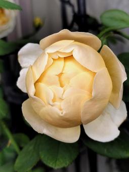 ベランダのバラ・ジュードジオブスキュア 薔薇,バラ,ジュードジオブスキュアの写真素材