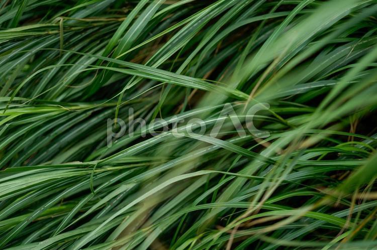 夏の生き生きとした葉が生い茂る写真 背景,バックグラウンド,壁紙の写真素材