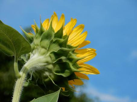【花の写真】ヒマワリ(向日葵) 【花の写真】ヒマワリ(向日葵) ヒマワリ,向日葵,花の写真素材