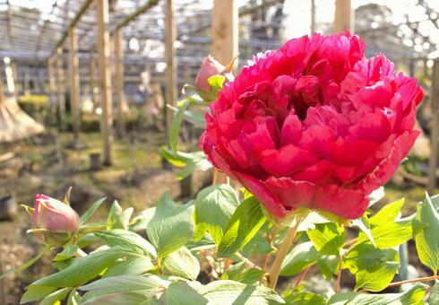 赤い牡丹の花　13 牡丹,ガーデニング,冬の花の写真素材