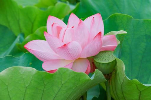 Lotus, JPG Lotus, JPG