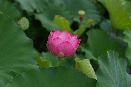 ハス（蓮）の写真