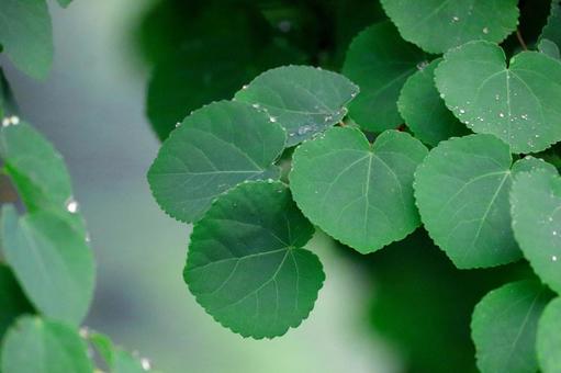 Raindrops and leaves, JPG Raindrops and leaves, JPG