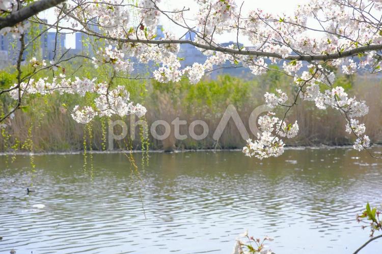【東京】不忍池の桜 桜,さくら,サクラの写真素材