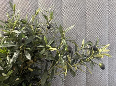 オリーブ 植物 鑑賞用オリーブの木 オリーブ 植物 鑑賞用オリーブの木の写真