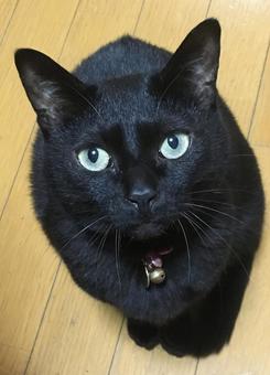 ねだる黒猫 ねだる黒猫の写真