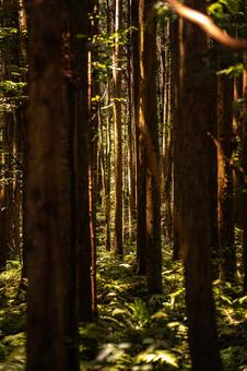 照らす木々 照らす木々 木,森林,林の写真素材