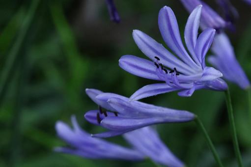 Photo, agapanthus, purple clam, murasaki kunsiran, 