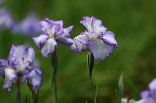Iris flower, JPG