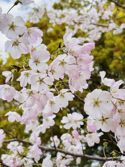 桜 桜 桜,花見,春の写真素材
