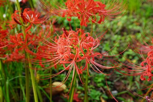 曼殊沙華 彼岸花,植物,花の写真素材